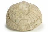 Inflated Fossil Tortoise (Stylemys) - South Dakota #316906-5